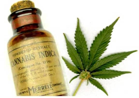 cannabis indica-oil